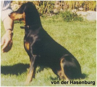 Ace beim Welpentreffen 1999