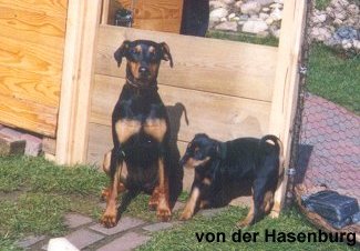 Alina zu Besuch bei Wurf B.