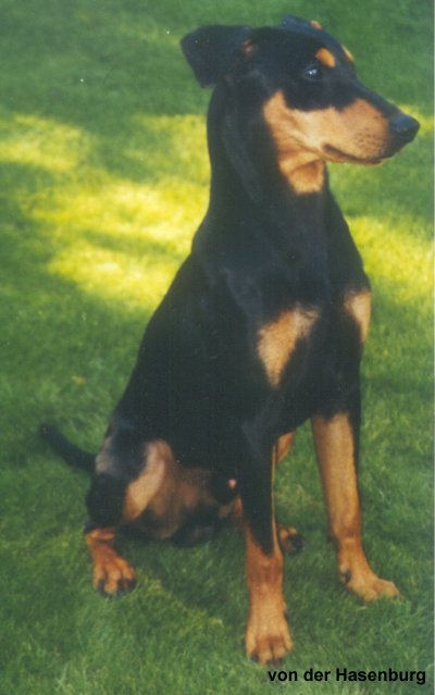 Barni - Ich bin ein Berliner !