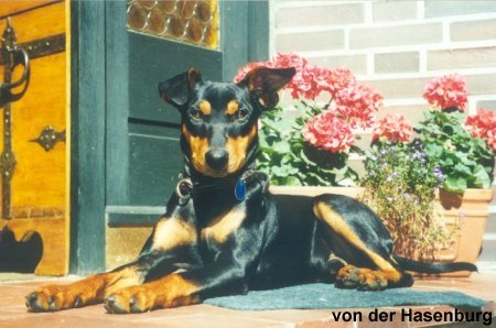 Bruno - Herr des Hauses