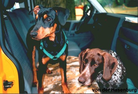 Buddy - zuk�nftiger Rettungshund