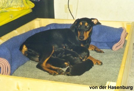 Cora in der Wurfkiste