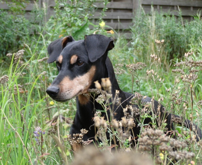 Daphne im Sommer 2010