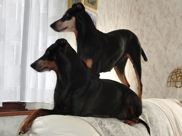 Greta (12 Jahre alt) und Daphne (11 Jahre alt).