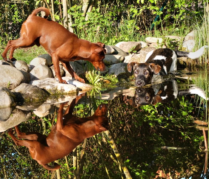 Toni und Frodo am Wasser