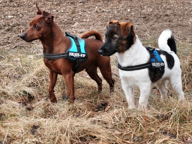 22.Feb.2015 - Toni + Frodo