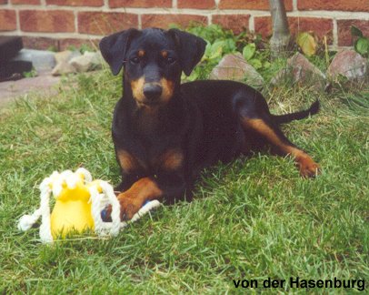 Am 07.Juli 2001 kam Duffyco's Greta in unser Rudel.