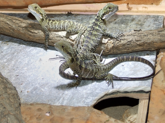 Drei Jungtiere der Australischen Wasseragame am 28.08.2014.