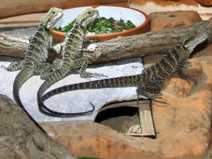 Die drei australischen Wasseragamen am 13.09.2014.