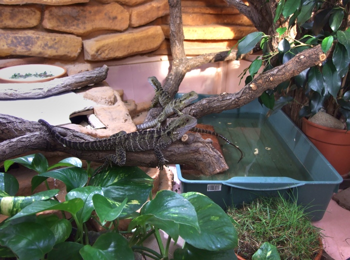 Terrarium der australischen Wasseragamen am 12.10.2014.