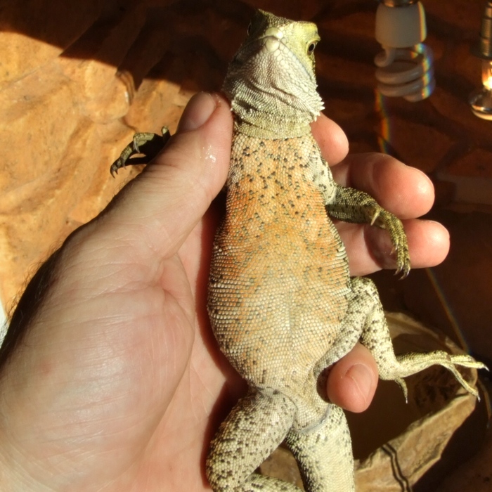 Bauchseite der australischen Wasseragamen am 19.10.2014.