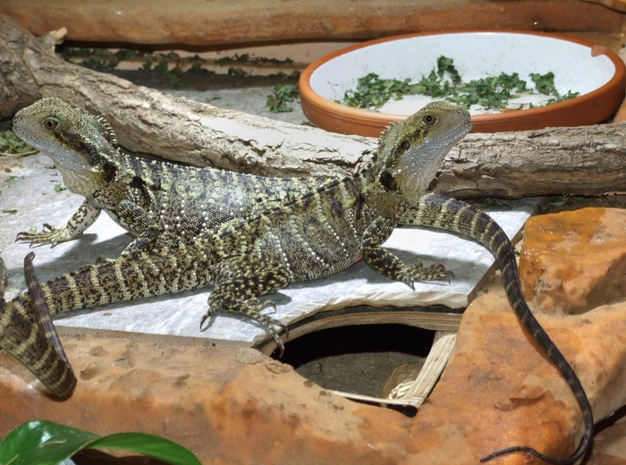 Wasseragamen (Intellagama lesueurii) am 19.12.2014, kurz vor der Winterruhe.