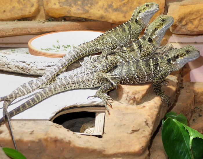 Wasseragamen (Intellagama lesueurii) nach der Winterruhe: