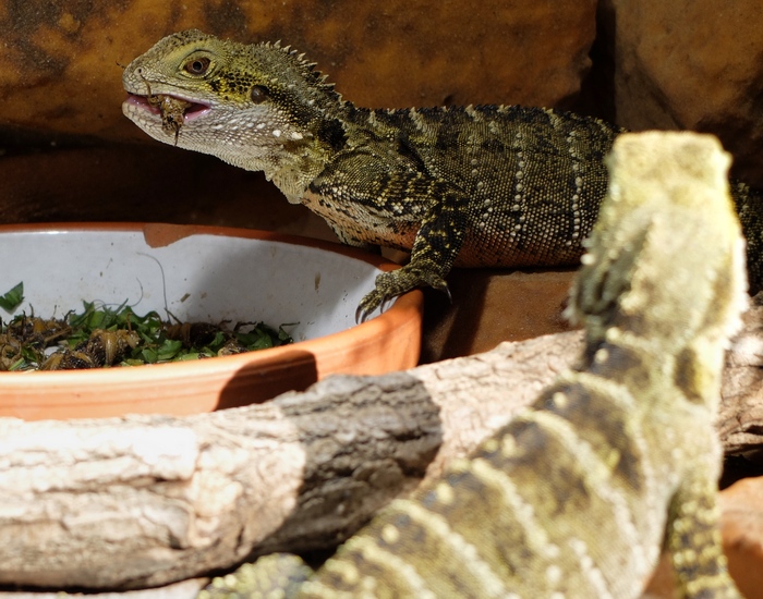 Wasseragame (Intellagama lesueurii) beim Fressen am 28.03.2015.