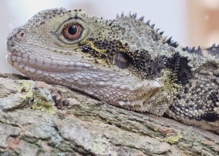 Schau mir in die Augen