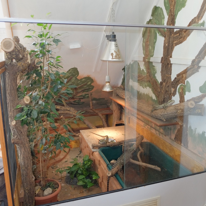 Wasseragamen (Intellagama lesueurii), das neue Terrarium