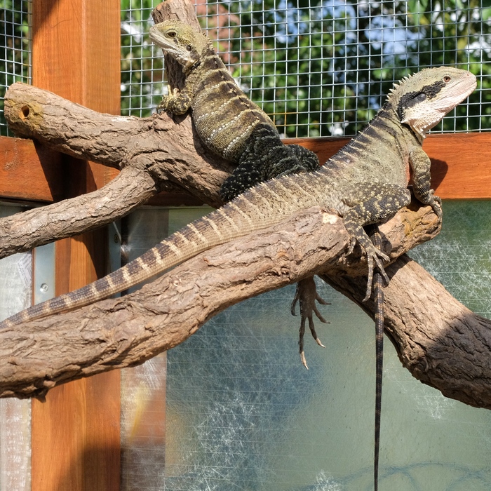 Freilandterrarium + M�nnchen (Intellagama lesueurii)