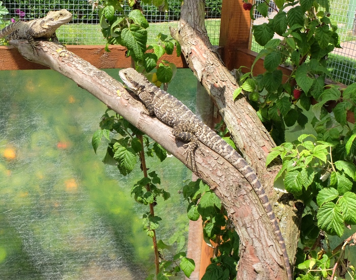 Freilandterrarium - Weichen (Intellagama lesueurii)