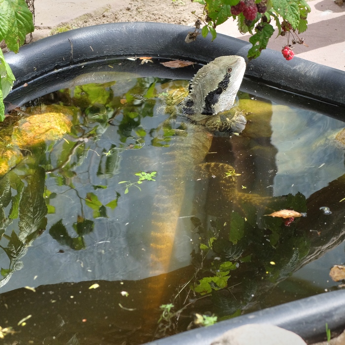 Freilandterrarium - Teich