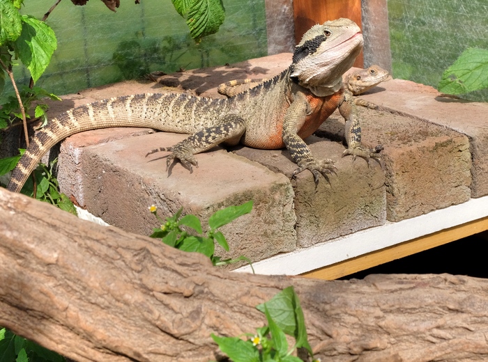 Freilandterrarium - Versteckplatz