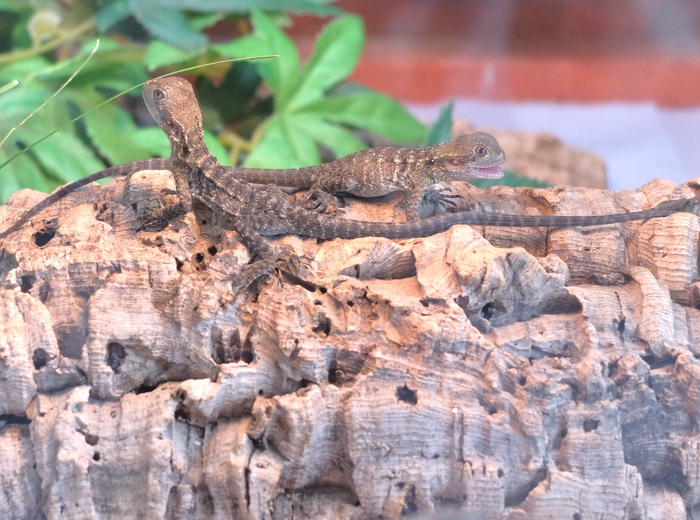 Die ersten Wasseragamen 2020 sind geschl�pft.