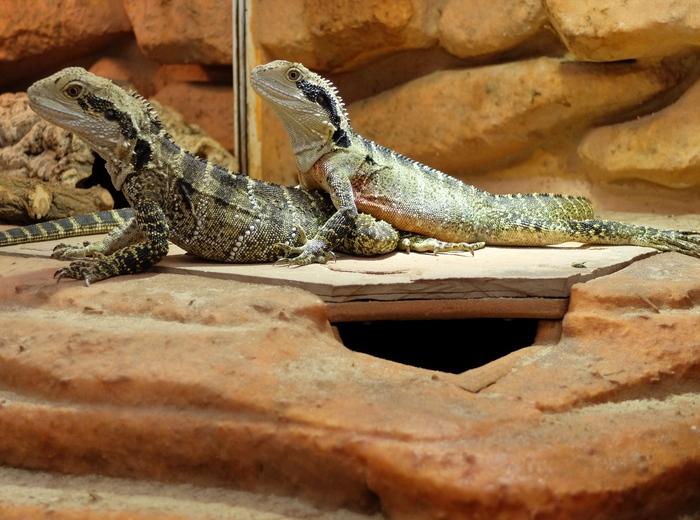 Ein 13 Monate altes Jungtier und seine Mutter (Juli 2020).