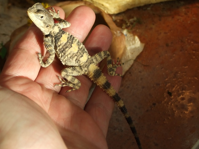 Zahm - November 2010