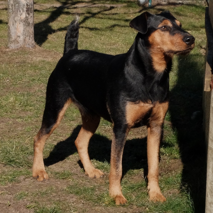 Niko am 24.Februar 2019. Inzwischen wiegt er mehr als 22 kg.