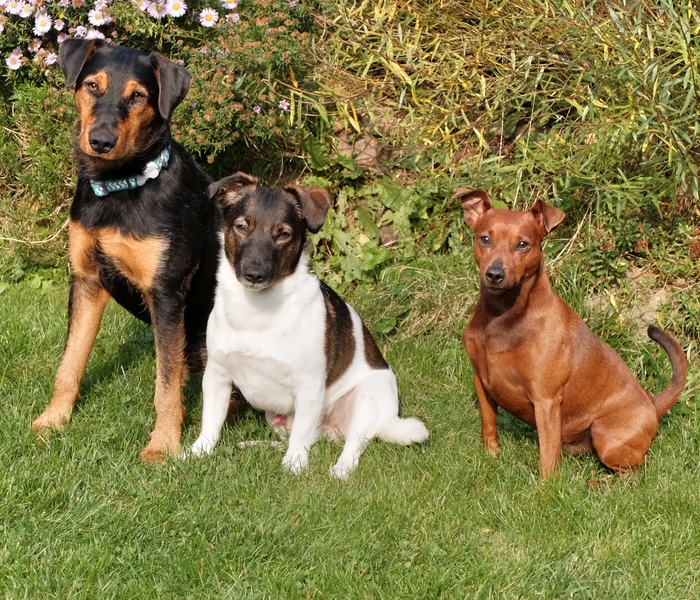 Unser Rudel im Oktober 2017.