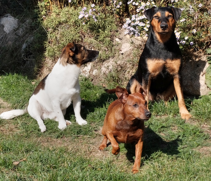 Unsere Hunde am 10.Oktober 2018