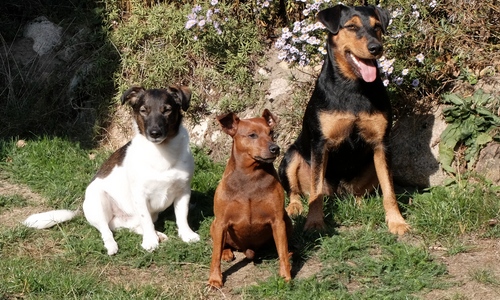 Neue Bilder zu unserem Rudel.