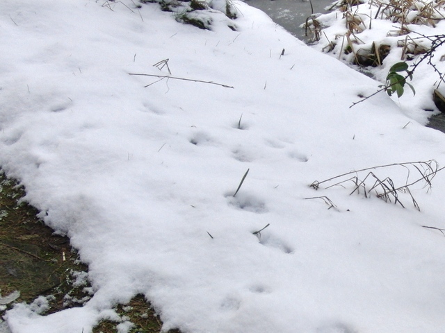 Spuren imSchnee