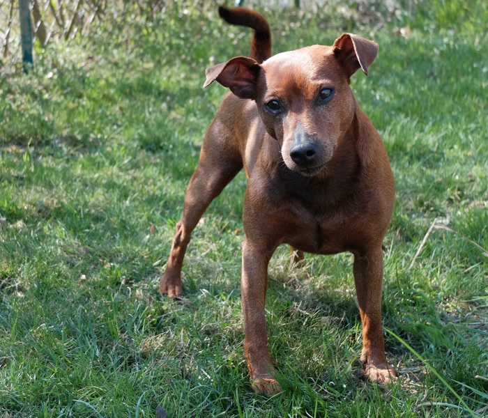 Toni am 30.M�rz 2019. Die wei�e Stichelung ist nicht mehr zu �bersehen.