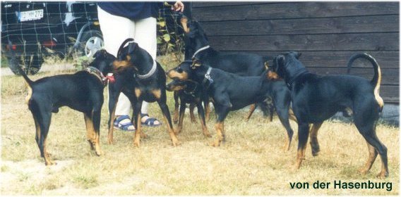 f�nf R�den und eine H�ndin