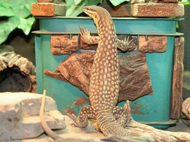 Nachzuchtweibchen von 2006