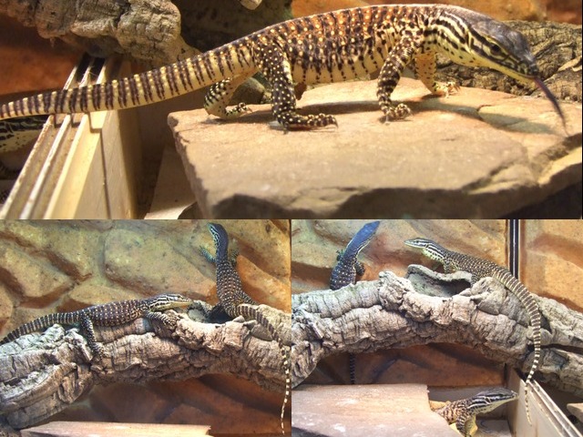 Arguswaran Jungtier Januar 2012