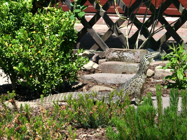 mein erstes Weibchen