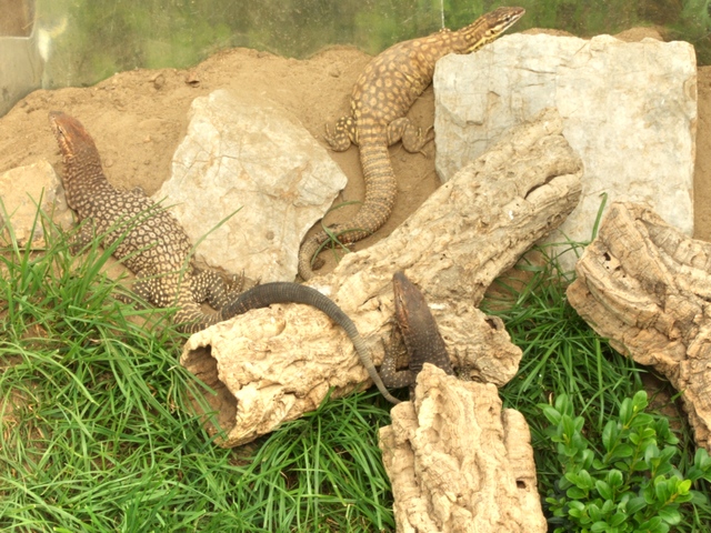 Varanus tristis