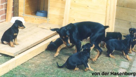 Der Welpenauslauf hat eine H�tte.