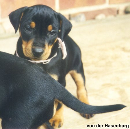 Dinka mit 5 1/2 Wochen