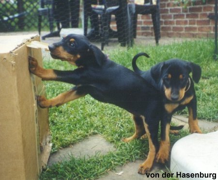 mit 7 Wochen haben wir schon starke Z�hne